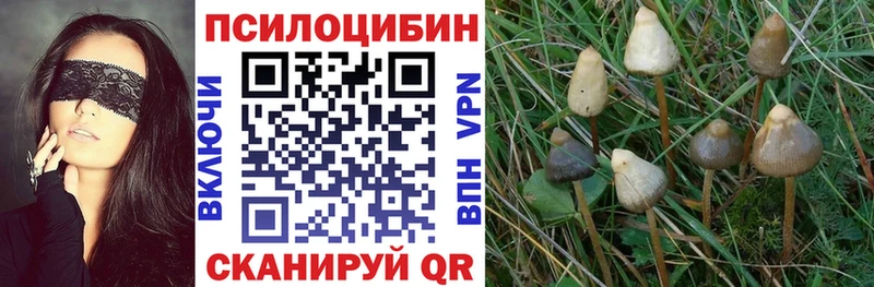 Псилоцибиновые грибы GOLDEN TEACHER  Обнинск 